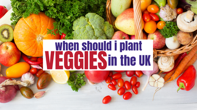 ¿Cuándo debo plantar verduras en el Reino Unido?