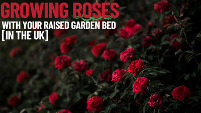 Cultivando rosas en su jardín elevado para el día de San Valentín