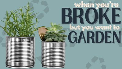 When You're Broke but Want a Garden