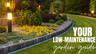 Cultivate Calm: Your Guide to a Low-Maintenance Garden