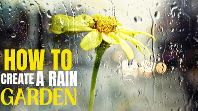 ¡Cómo crear un jardín de lluvia!