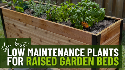 The Best Low Maintenance Plants For Raised Garden Beds