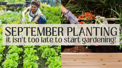 Plantación en septiembre: ¡aún no es demasiado tarde para empezar a trabajar en el jardín!