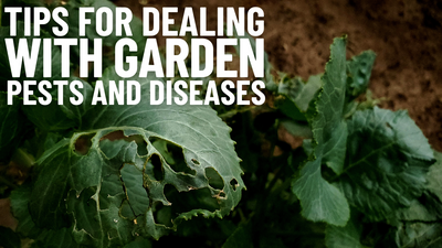 Consejos para hacer frente a las plagas y enfermedades del jardín