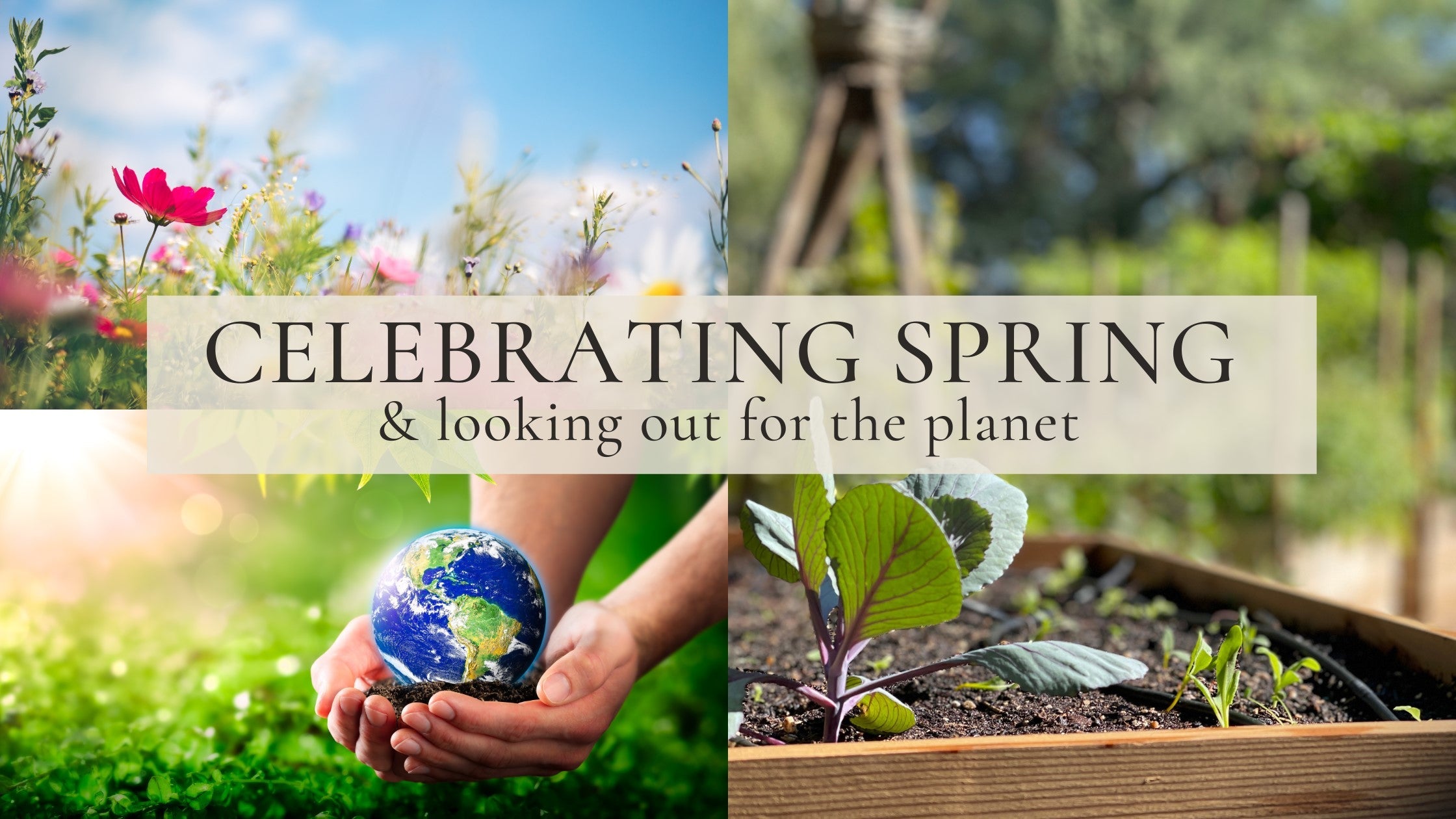 Celeberating Spring September Celebrating Spring – Cedar Planters UK