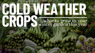 Cold Weather Crops: What To Plant In Your Garden This Winter