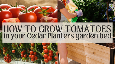 Cómo cultivar tomates en su jardín elevado Cedar Planters