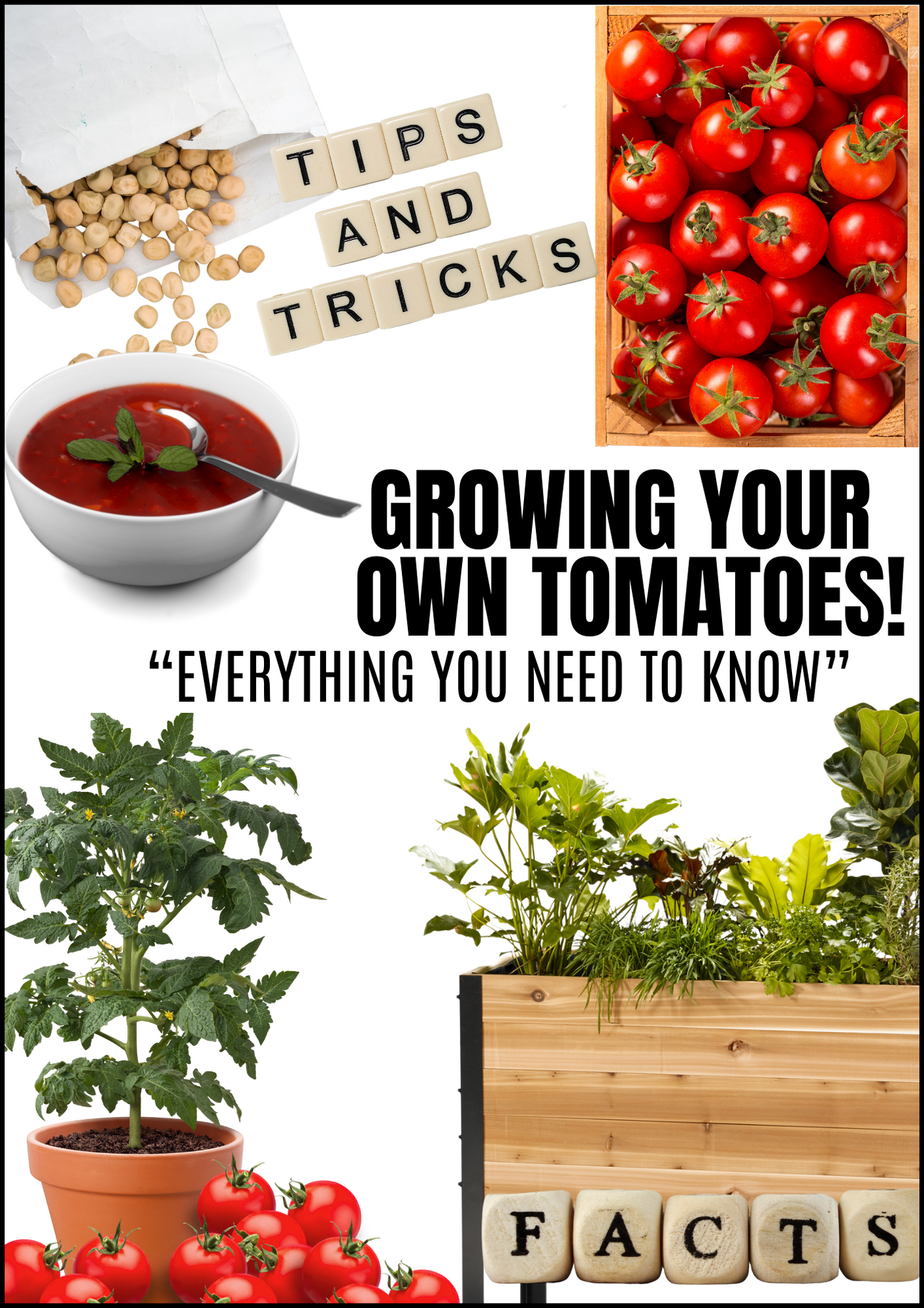 Guía de cultivo de tomates en formato electrónico (Inglés)